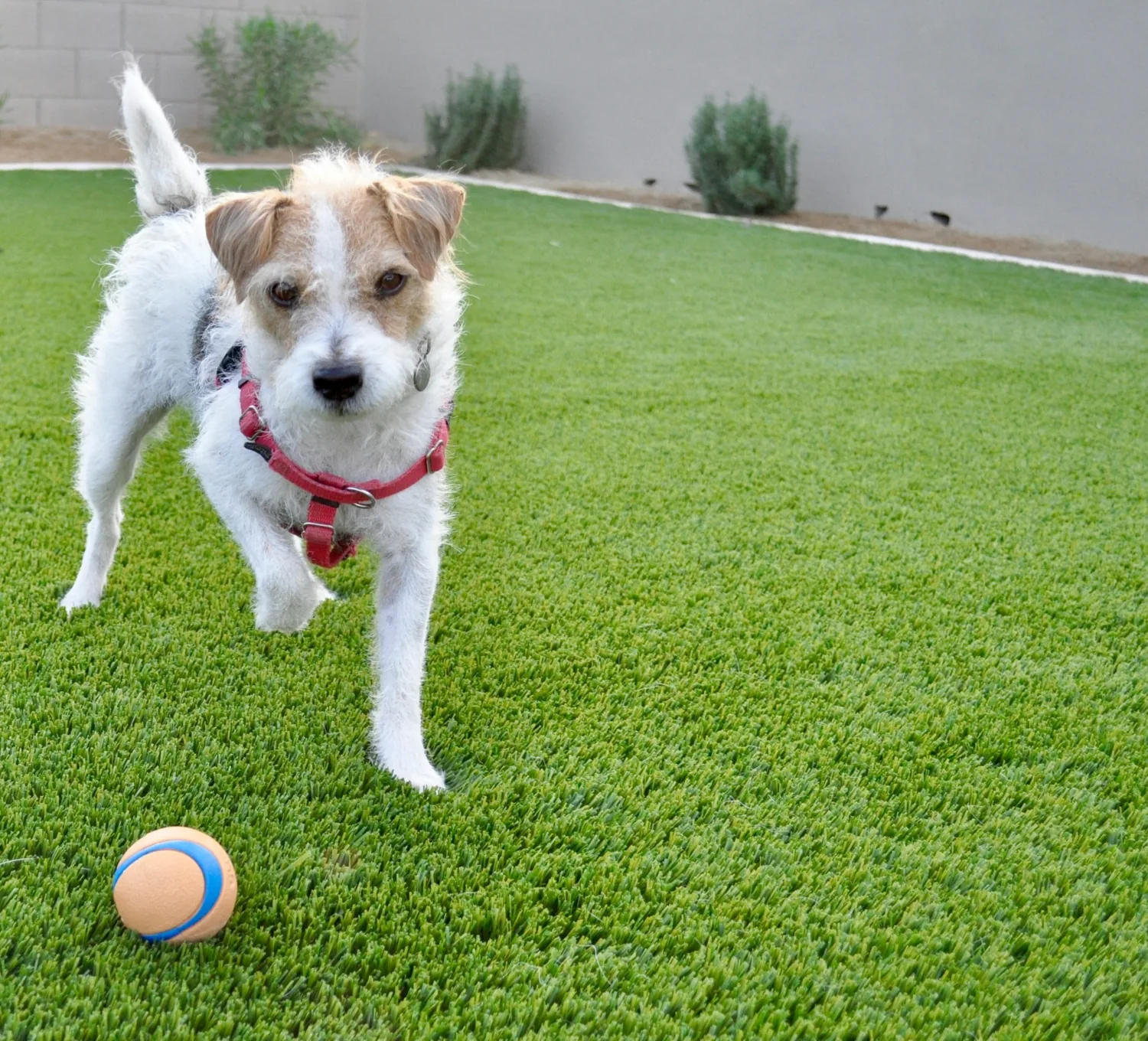 Small dog standing on artificial grass with a ball