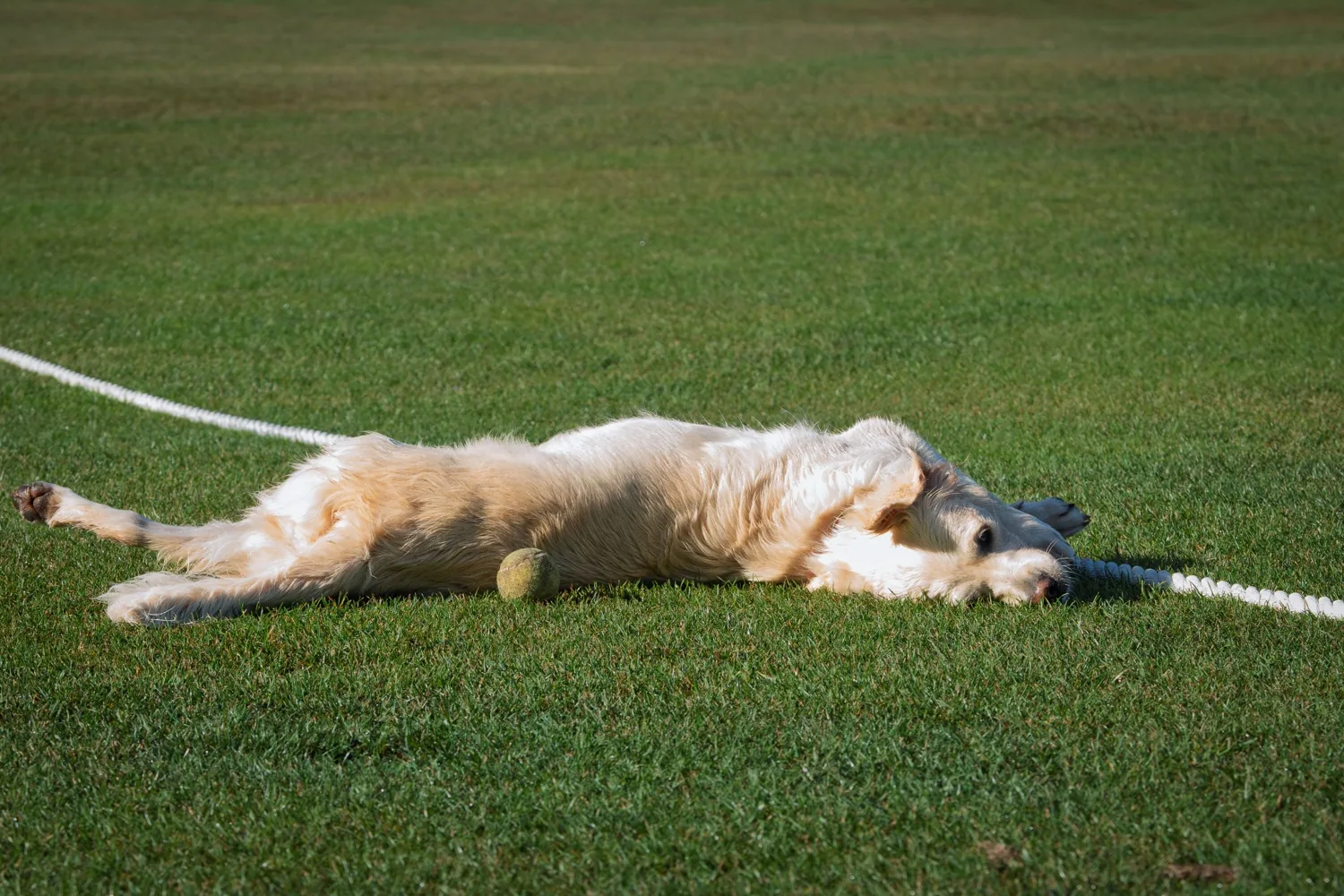 Golden retriever resting on a grassy lawn with a tennis ball