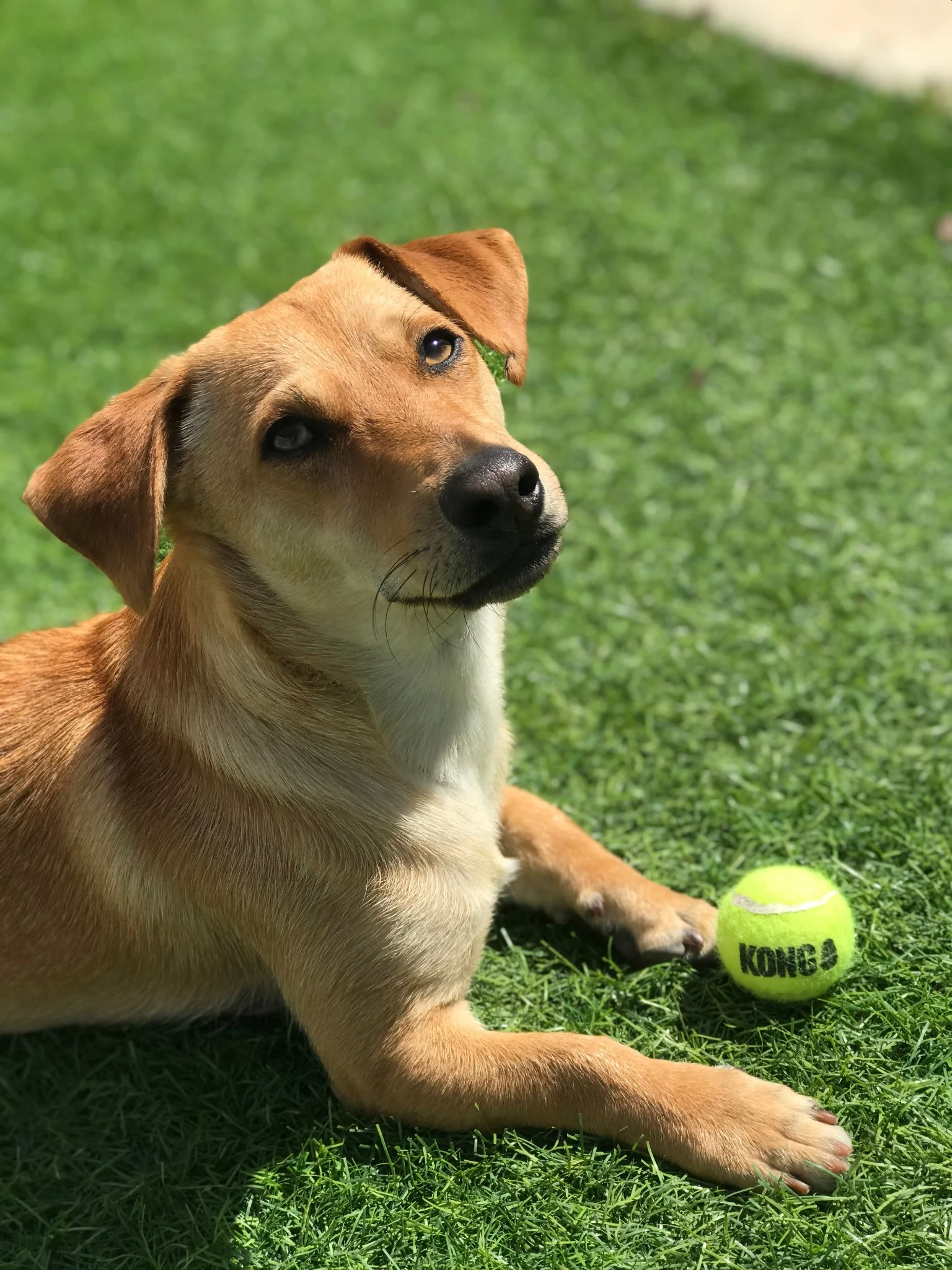 Dog enjoying time outdoors